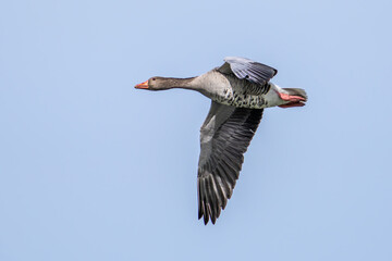 The flying greylag goose, Anser anser is a species of large goose