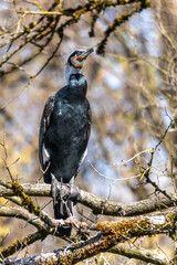 The great cormorant, Phalacrocorax carbo sitting on a branch