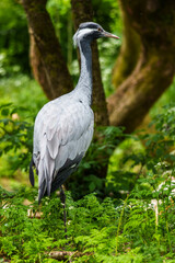 Demoiselle Crane, Anthropoides virgo are living in the bright green meadow during the day time