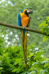 The Blue-and-yellow Macaw, Ara ararauna is a large South American parrot