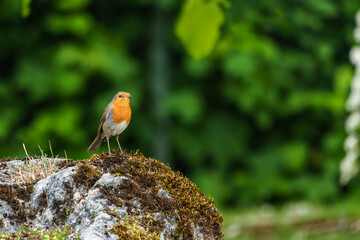 The European robin, Erithacus rubecula known simply as the robin is a small insectivorous passerine bird