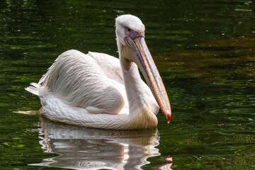 White Pelican, Pelecanus onocrotalus also known as the Eastern White Pelican