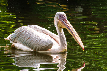 White Pelican, Pelecanus onocrotalus also known as the Eastern White Pelican