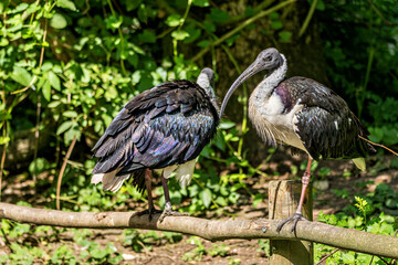 The Straw-necked Ibis, Threskiornis spinicollis is a bird of the ibis family
