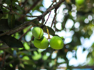 Fresh and delicious green mangoes on the tree.