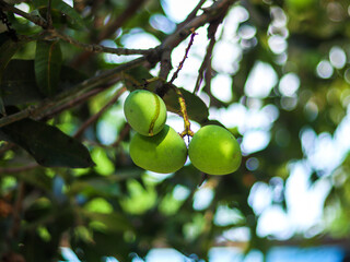 Fresh and delicious green mangoes on the tree. Which are formalin-free. Fresh mangoes at once.