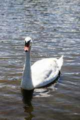 White Swan on a Sunny Lake