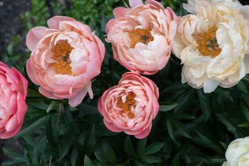 bunch of peony 