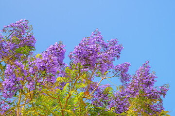 Branches of flowering Jacaranda mimosifolia tree. Beautiful purple flowers and green leaves against...