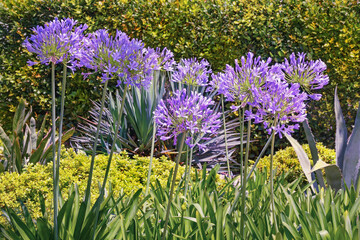 Beautiful  purple flowers Agapanthus,  African lily, in garden on sunny summer day