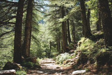 Obraz premium Forest path with sundappled stones tall trees and a gentle uphill slope on the right