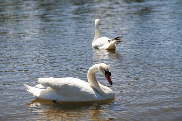 Close-Up of Swans on a Tranquil Lake Beauty and Harmony in Nature
