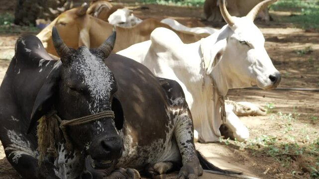 Peaceful Pasture - A Moment of Serenity with Cattle