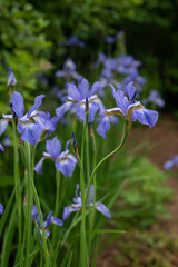 blue iris flowers