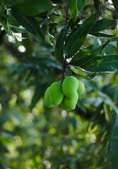 Fresh and delicious green mangoes on the tree. Which are formalin-free. Fresh mangoes at once.