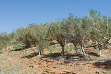 The saxaul tree, native to Central Asia, thrives in arid deserts. It stores water in its trunk and...