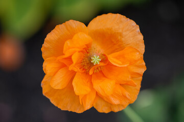 orange poppy flower
