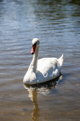 Obraz premium Serene White Swan on a Sunny Lake