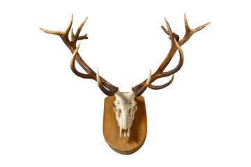 Deer skull with antlers on wooden board. Deer skull hung as hunting ornament.