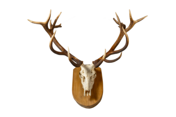 Deer skull with antlers on wooden board. Deer skull hung as hunting ornament.
