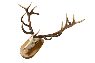 Deer skull with antlers on wooden board. Deer skull hung as hunting ornament.
