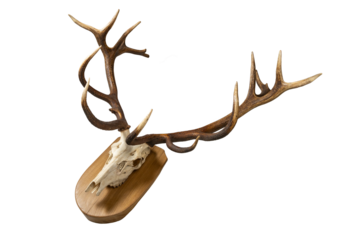Deer skull with antlers on wooden board. Deer skull hung as hunting ornament.