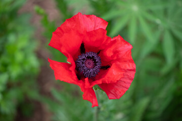 red poppy in garden 