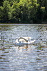 White Swan on a Sunny Lake