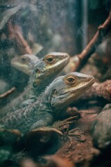 Naklejka premium Three lizards rest in what appears to be an enclosure with visible details of scales and textures