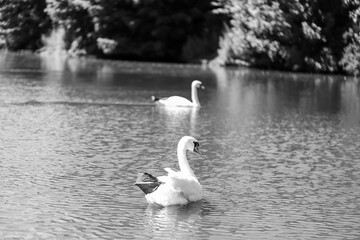 White Swan on a Peaceful Lake