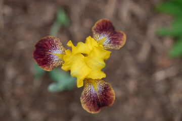 yellow and red iris