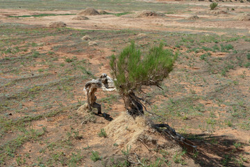 The saxaul tree, native to Central Asia, thrives in arid deserts. It stores water in its trunk and...
