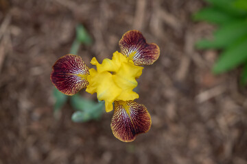yellow and red, brown iris