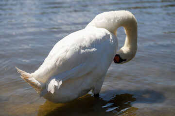 Close-up of a White Swan Symbol of Grace and Purity