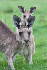Australian kangaroo in its natural habitat. Wildlife photography capturing the iconic marsupial in green grassy fields in Australia. Symbol of Australian fauna and nature tourism.