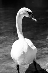 Close-up of a White Swan Symbol of Grace and Purity