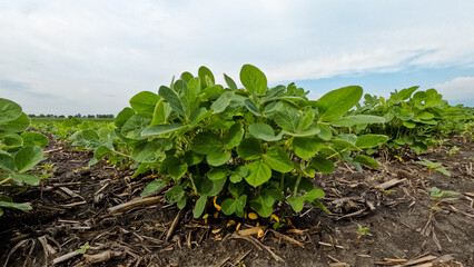 Young soybean crops in a no-till agricultural field. Captured in early June in the Midwest USA Soft...