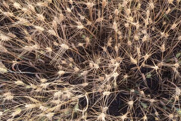 Mature wheat spikes close-up in sunlit field – agriculture and farming background