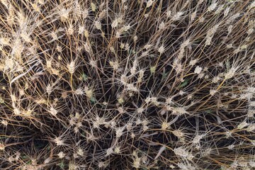 Mature wheat spikes close-up in sunlit field – agriculture and farming background
