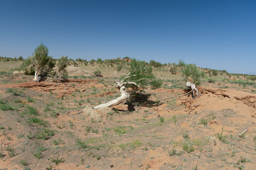 The saxaul tree, native to Central Asia, thrives in arid deserts. It stores water in its trunk and...