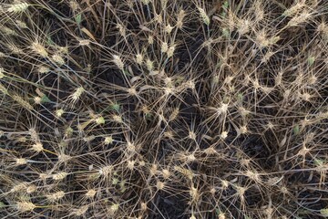 Mature wheat spikes close-up in sunlit field – agriculture and farming background