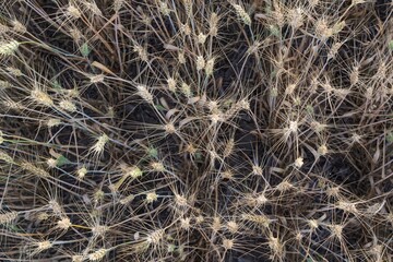 Mature wheat spikes close-up in sunlit field – agriculture and farming background