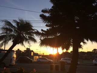 palm trees at sunset from front garden with cars parked