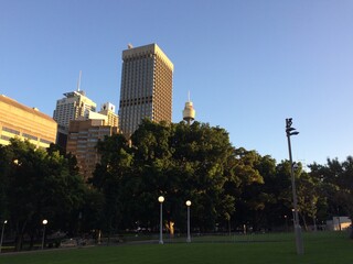 Sydney skyline from the park
