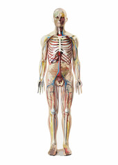 Fototapeta premium Creative details Full Body Nervous System Vector Illustration | Human Anatomy Diagram for Medical, Educational, and Scientific Use