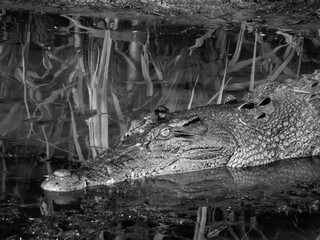 crocodile in the water in black and white, NT, Australia