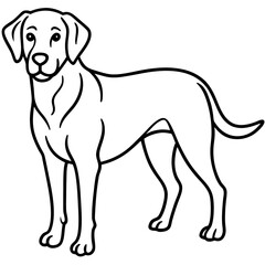 Chesapeake Bay Retriever Silhouette Vector