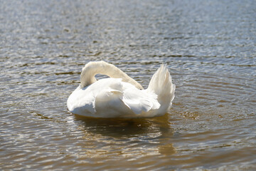 Pristine White Swans on Mirror-Like Lake Surface
