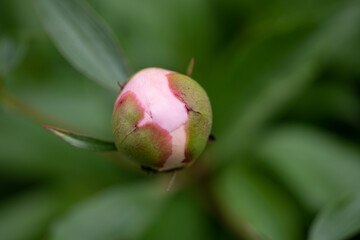 pink peony closed