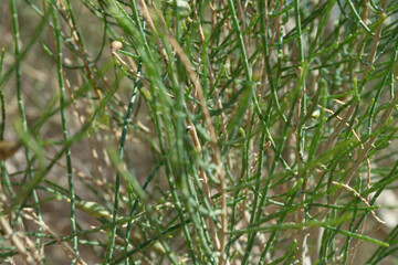 The saxaul tree, native to Central Asia, thrives in arid deserts. It stores water in its trunk and...